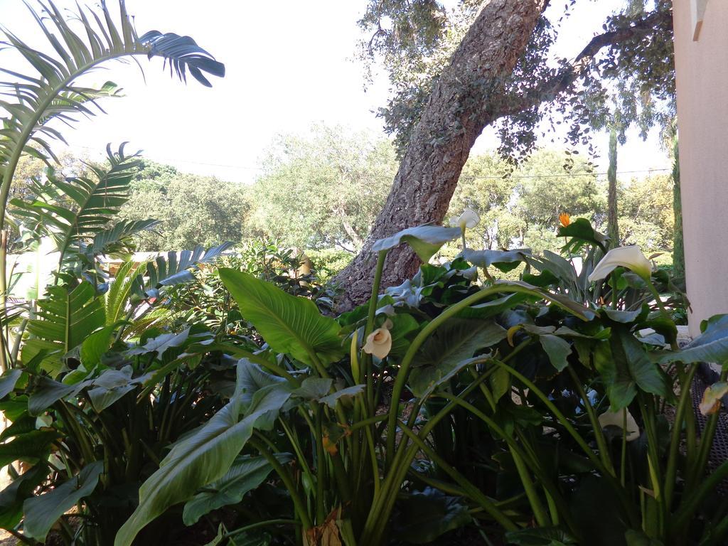 Appartement Villa Angelina Grimaud Eksteriør billede